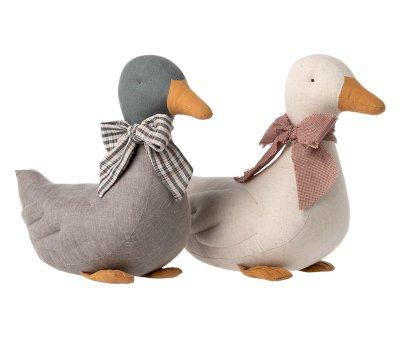 Gray Duck