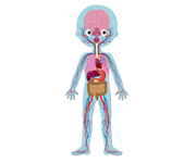 4 Puzzle Educativi Il Corpo Umano