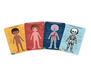 4 Puzzle Educativi Il Corpo Umano