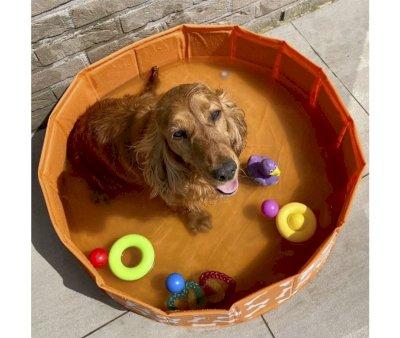 Foldable Dog Pool Orange Bones